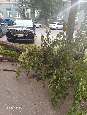 Ивановка успела отойти от падающего дерева